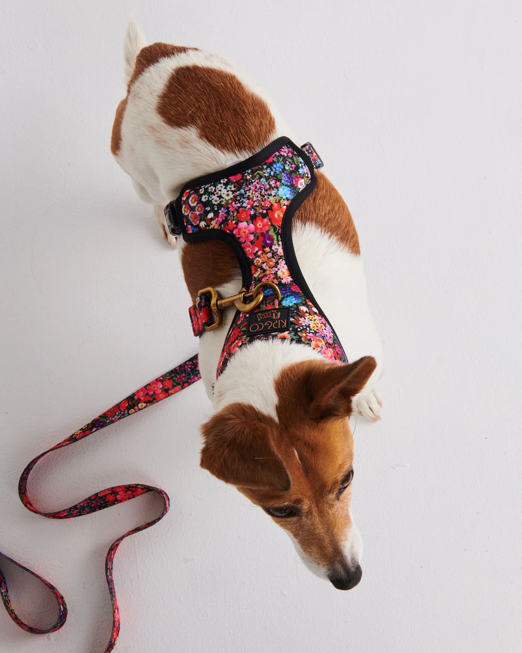 Forever Floral Black Dog Harness - Image 3